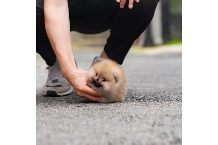 $350 : Pomerania en venta image 3