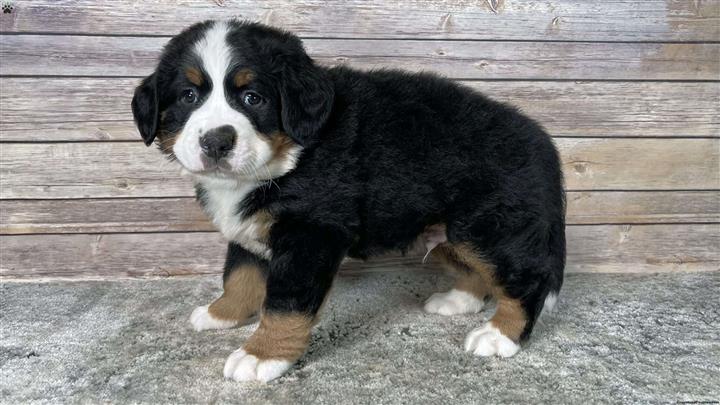 $330 : Bernese Mountain Dog Puppies image 3