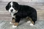 $330 : Bernese Mountain Dog Puppies thumbnail