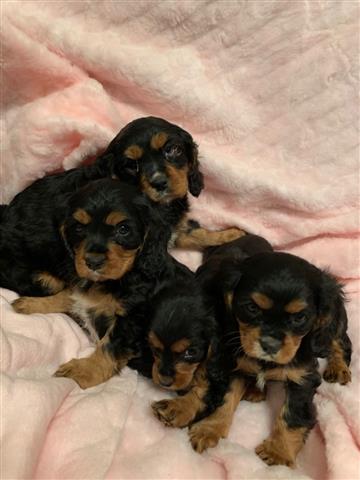 $350 : Cachorros Cavalier King Charle image 1