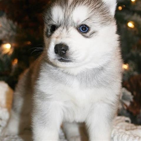 $500 : Cachorros de Siberian image 1