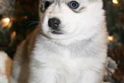 $500 : Cachorros de Siberian thumbnail