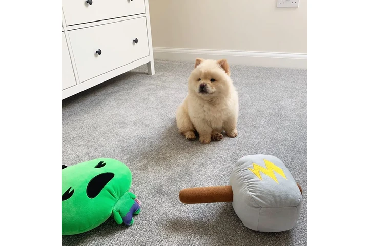 $500 : Adorable Chow Chow Puppies image 1