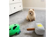 Adorable Chow Chow Puppies en Dallas