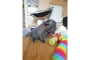 :-) Cachorros bulldog francés: