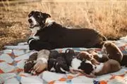 $500 : Border collie de pelo corto thumbnail