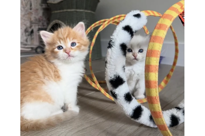 $250 : Xmas 🎄 British shorthair image 2