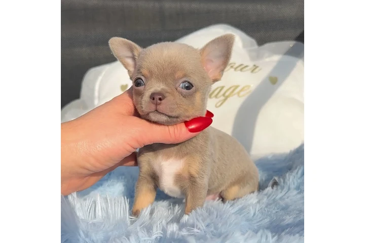 $250 : Chihuahua puppies tea cup image 6