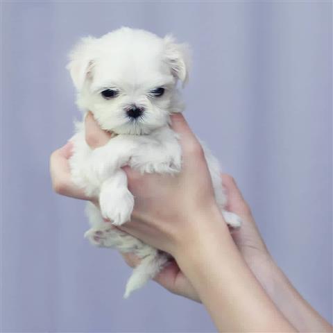 $500 : Maltese puppies for adoption image 2