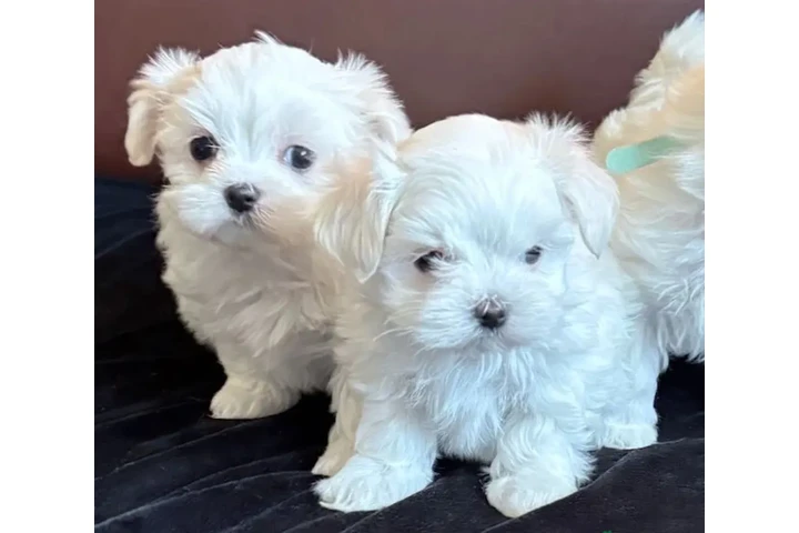 $300 : Maltese puppies for sale. image 3