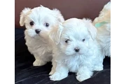 $300 : Maltese puppies for sale. thumbnail