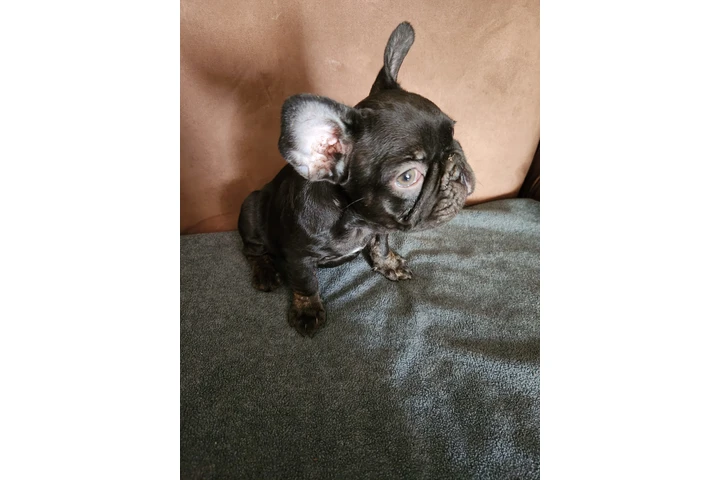 $1000 : French bulldog image 2