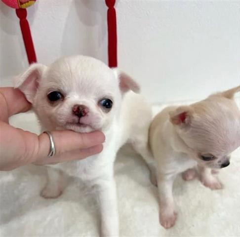 $400 : Cute chihuahua puppies image 1