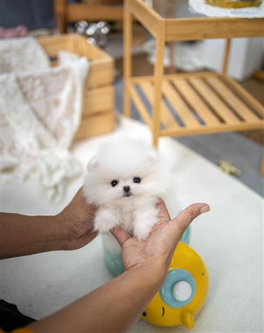 $250 : Teacup Pomeranian puppies image 9