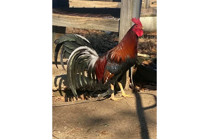 $200 : Chicken roster image 1