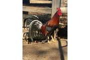 Chicken roster en Los Angeles