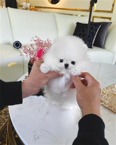 $300 : Pomeranian puppies for sale image 5