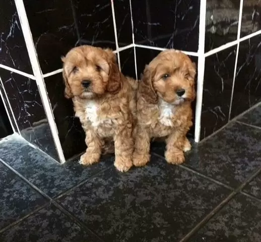 $420 : buy gorgeous Cavapoo Pups image 1