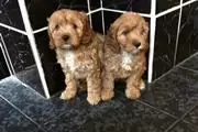 $420 : buy gorgeous Cavapoo Pups thumbnail