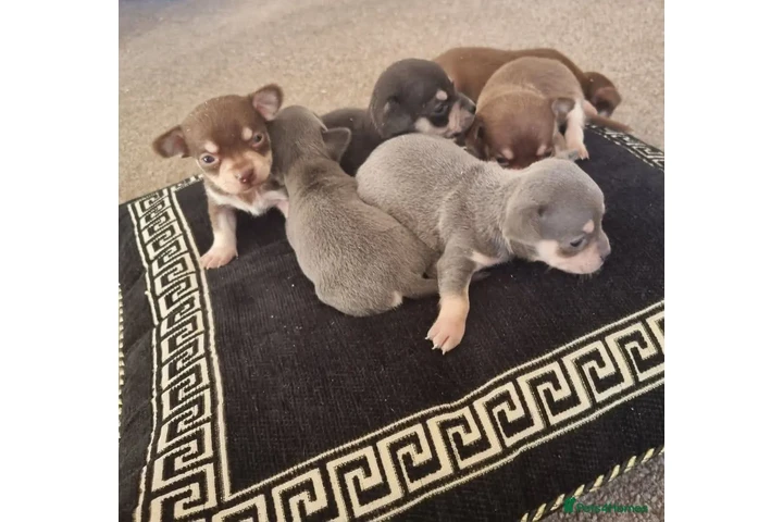 $350 : Chihuahua taza de té image 2