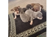 $350 : Chihuahua taza de té thumbnail