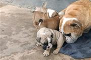 $500 : Cachorros de bulldog inglés thumbnail