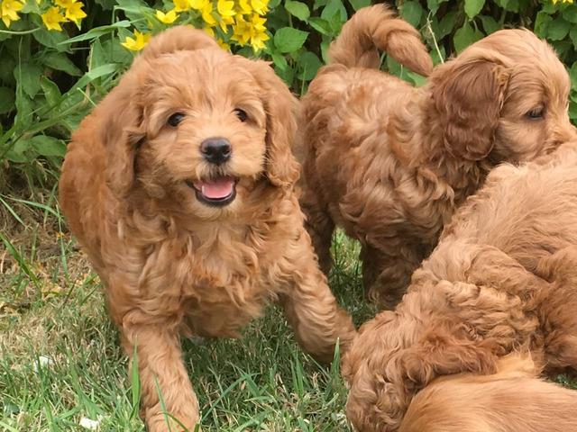 $505 : Cockapoo Puppies for adoption image 1