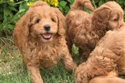 Cockapoo Puppies for adoption en Atlanta