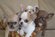 Chihuahua puppies en Madison WV