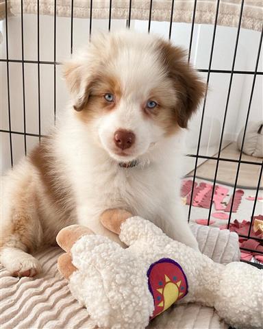 $500 : Miniature Australian Shepherd image 3