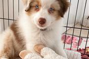 $500 : Miniature Australian Shepherd thumbnail