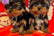 Cachorros Yorkie criados🌺