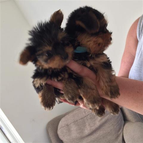 $500 : Trained Yorkie puppies availab image 1