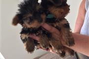 $500 : Trained Yorkie puppies availab thumbnail