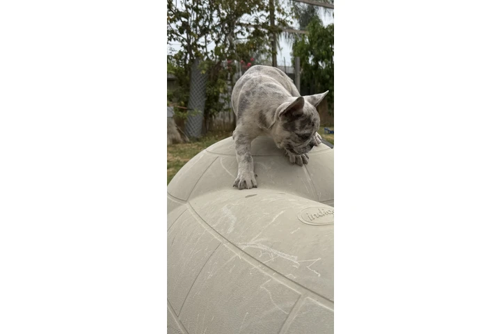 $1800 : french  buldog exotic image 1