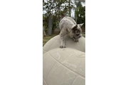 french  buldog exotic en Fresno