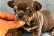 $350 : CHIHUAHUA EN VENTA thumbnail