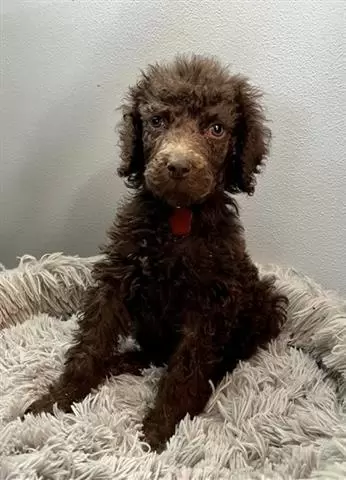 $350 : Poodle puppies for adoption image 1