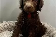 Poodle puppies for adoption en Atlanta