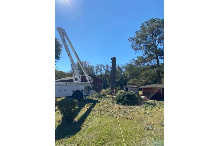 Professional Tree services image 4