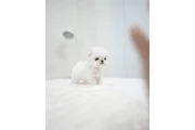 $150 : Teacup puppy thumbnail