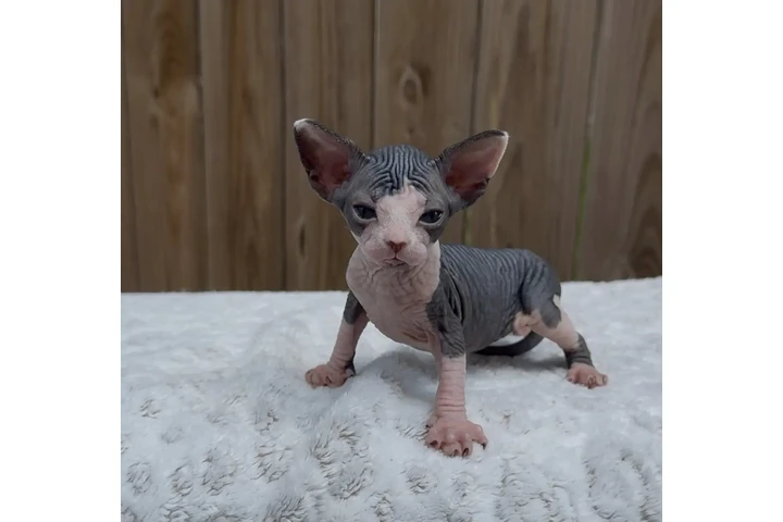 $350 : Sphinx babies available image 2