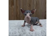 $350 : Sphinx babies available thumbnail