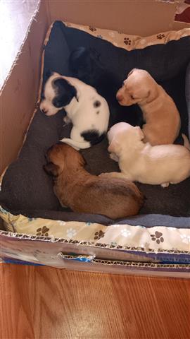 $200 : Chihuahua puppies image 1