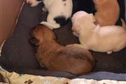 $200 : Chihuahua puppies thumbnail