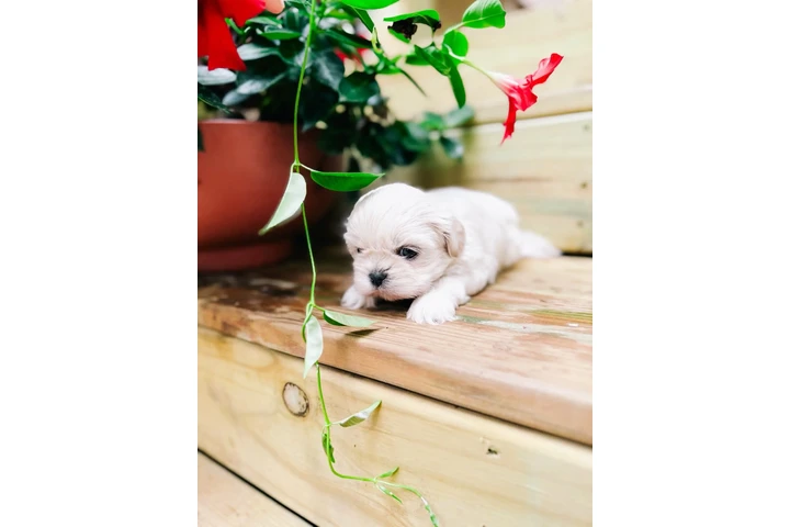 $350 : Cachorros Shihtzu en venta image 1
