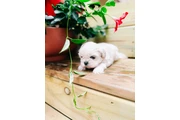 Cachorros Shihtzu en venta en Arlington VA