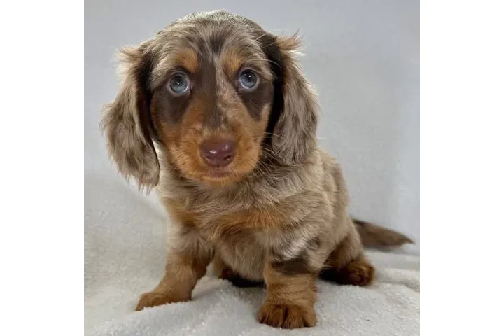 $250 : healthy Daschunds puppies image 2