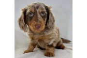 $250 : healthy Daschunds puppies thumbnail