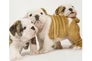 $3000 : Champion English Bulldogs thumbnail
